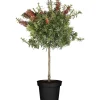 Callistemo Red Rocket vaso 18 cm