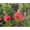 Callistemon laevis cespuglio h 60/80 cm