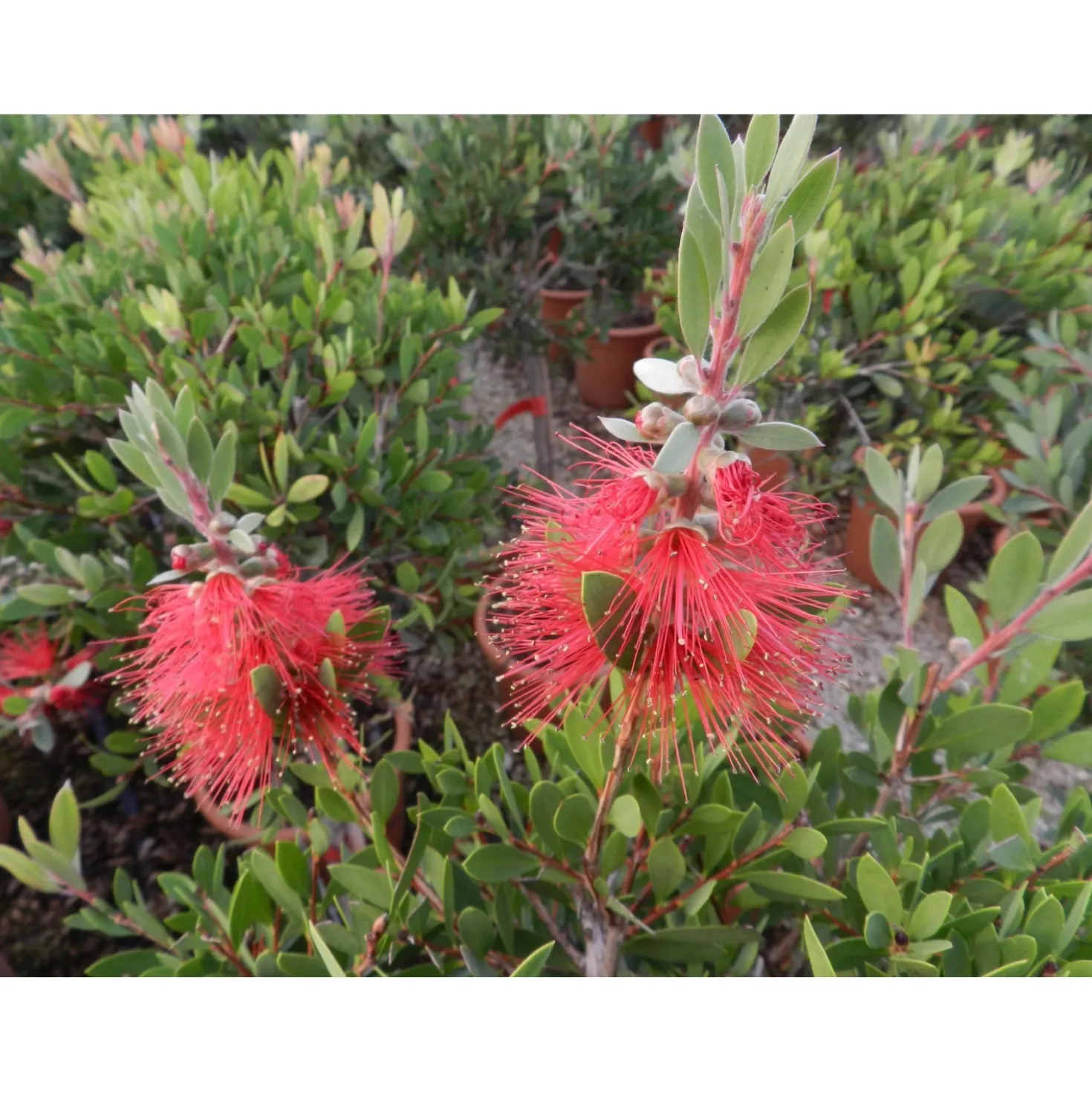 Callistemon laevis cespuglio h 60/80 cm