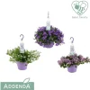 Campanula Ambella Purple Basket vaso 19 cm