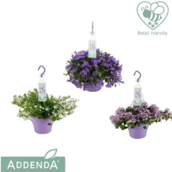 Campanula Ambella Purple Basket vaso 19 cm