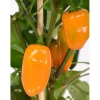 Capsicum Pick & Joy vaso Ø 14 cm