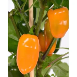 Capsicum Pick & Joy vaso Ø 14 cm