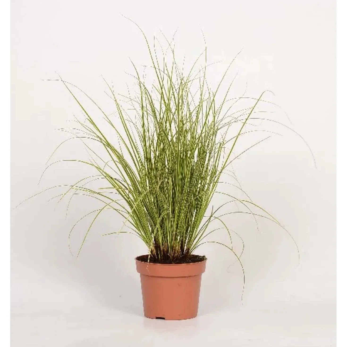 Carex Morrowii Aureovariegata Vaso 10,5 cm