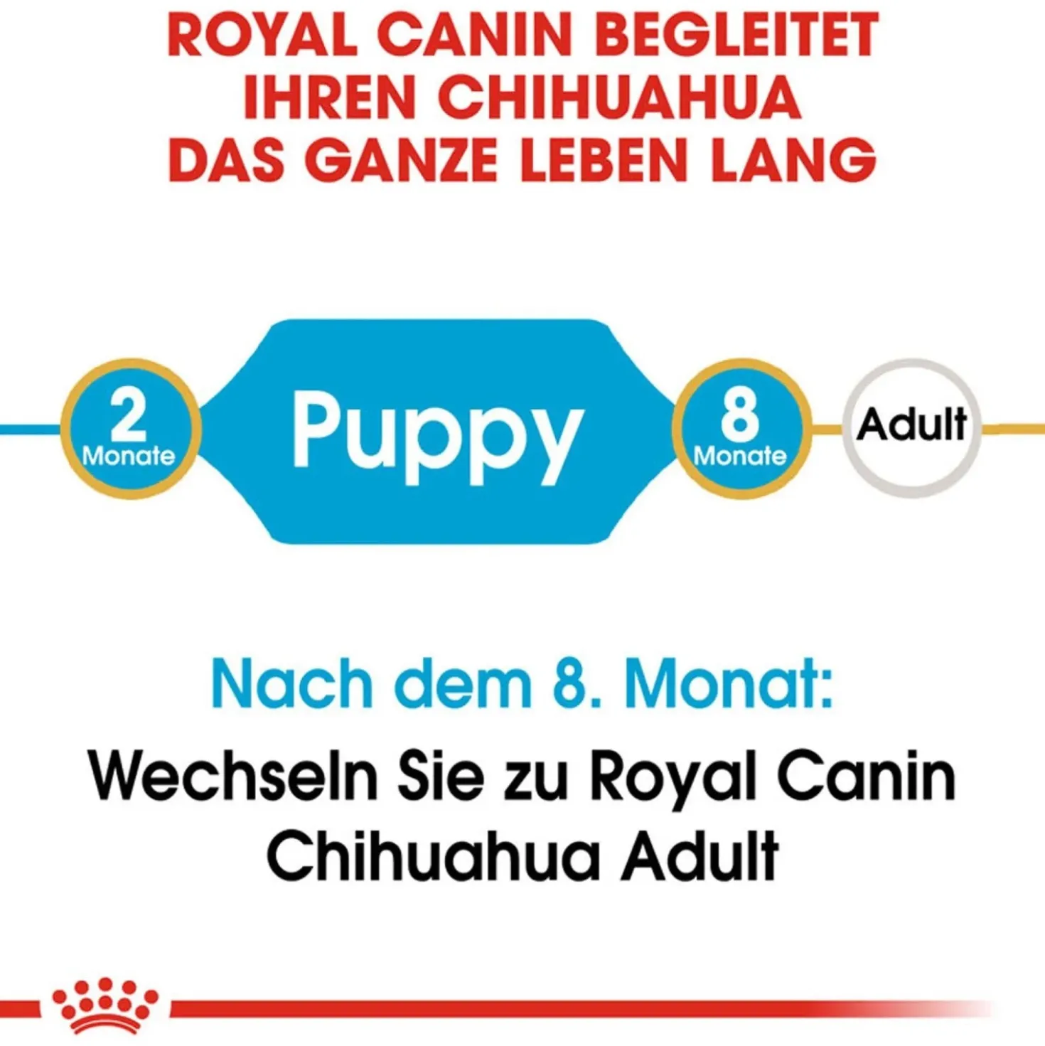 Cibo secco per cani Royal Canin Chihuahua Puppy 1,5 kg