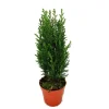 Cipresso conico Chamaecyparis lawsoniana H 25-30 cm vaso Ø ca. 9 cm