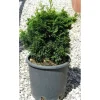 Cipresso giapponese Nana Gracilis