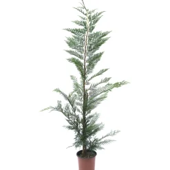 Cipresso Leilandi (d`innesto)