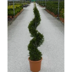 Cipresso Leilandi giallo (d`innesto) spirale 100/120 cm