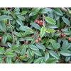 Cotoneaster salicifolius `Repens`