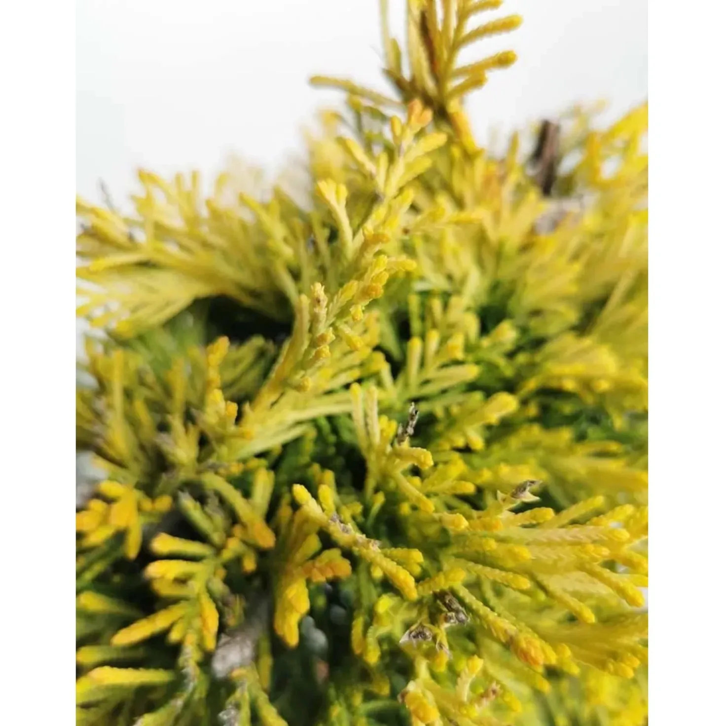 Cupressocyparis leylandii Gold Rider Ø vaso 55 cm H 2000 cm