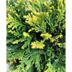 Cupressocyparis leylandii `Castlewellan Gold` - Cipresso leilandi giallo