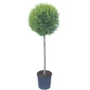 Cupressocyparis leylandii `Castlewellan Gold` - Cipresso leilandi giallo