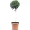 Cupressus arizonica "Fastigiata" mini alberetto h cm 30/35