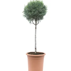 Cupressus arizonica "Fastigiata" mini alberetto h cm 30/35