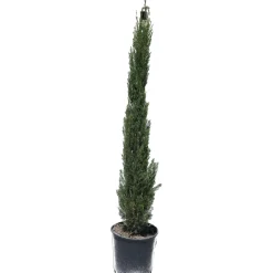 Cupressus sempervirens "Pyramidalis"h cm 150/175