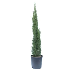 Cupressus sempervirens `Totem`