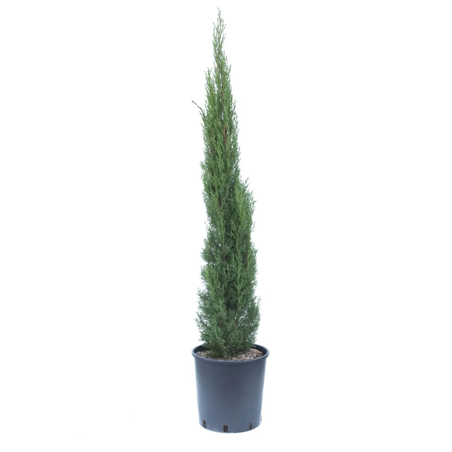 Cupressus sempervirens `Totem`
