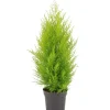 Cupressus Wilma duo palla vaso da 17 cm