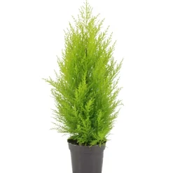 Cupressus Wilma duo palla vaso da 17 cm