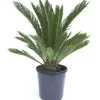 Cycas