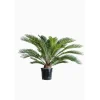 Cycas revoluta vaso Ø cm 22