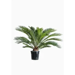 Cycas revoluta vaso Ø cm 22