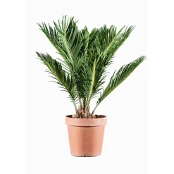 Cycas revoluta vaso Ø cm 16