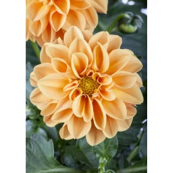 Dahlia uniq xxl in vaso 23 cm