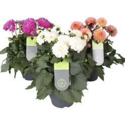 Dahlia uniq xxl in vaso 23 cm