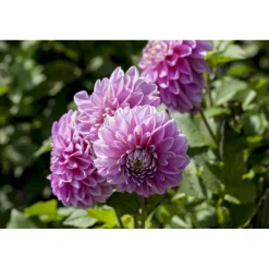 Dahlia uniq xxl in vaso 23 cm