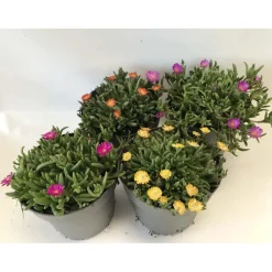 Delosperma Jewel mix vaso 12 cm