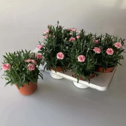 Dianthus Double Licious mix vaso 15 cm