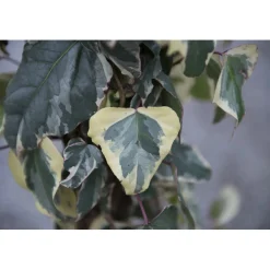 Edera algeriensis rampicante h cm 100/125