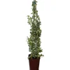Edera elegantissima