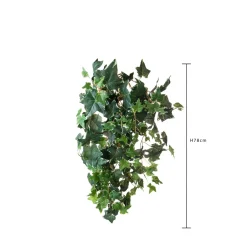 Edera varigeata 78 cm