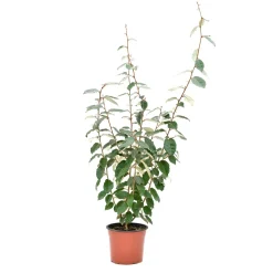 Eleagnus Ebbingeii 60 cm