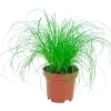Erba cyperus zumula "erba gatta" Ø 12 cm
