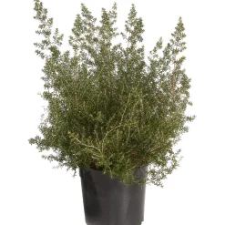 Erica canaliculata