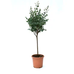 Eucalipto gunnii mini alberetto h cm 30/35