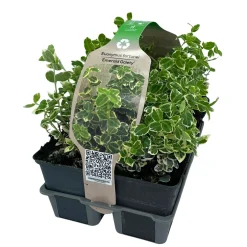 Euonymus Emerald Gaiety Vaso 9 cm