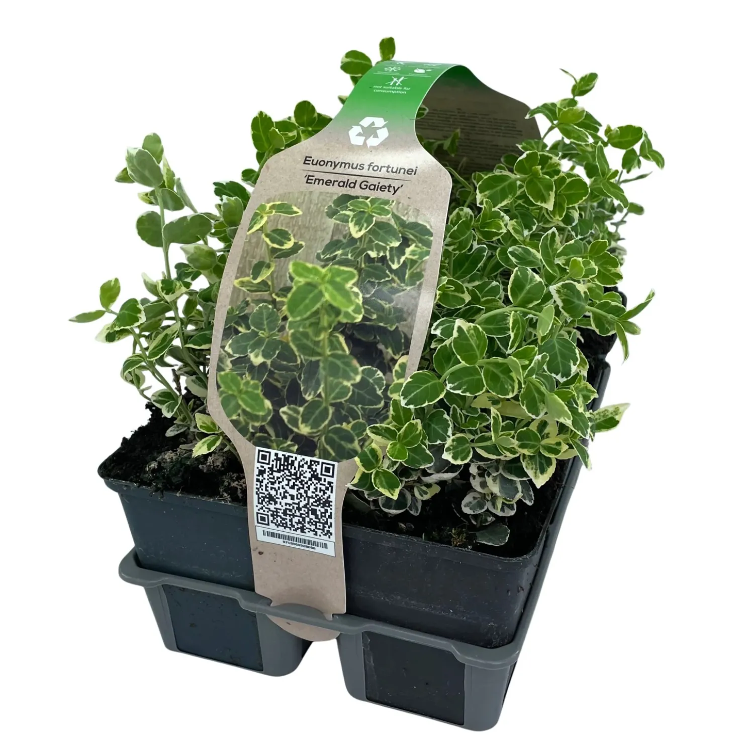 Euonymus Emerald Gaiety Vaso 9 cm