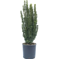 Euonymus (Evonimo) japonicus benkomasaki erecta vaso lt 3