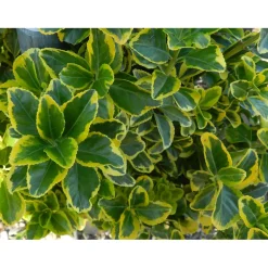 Euonymus (Evonimo) japonicus "Elegantissimus Aureus" cespuglio vaso 3 lt