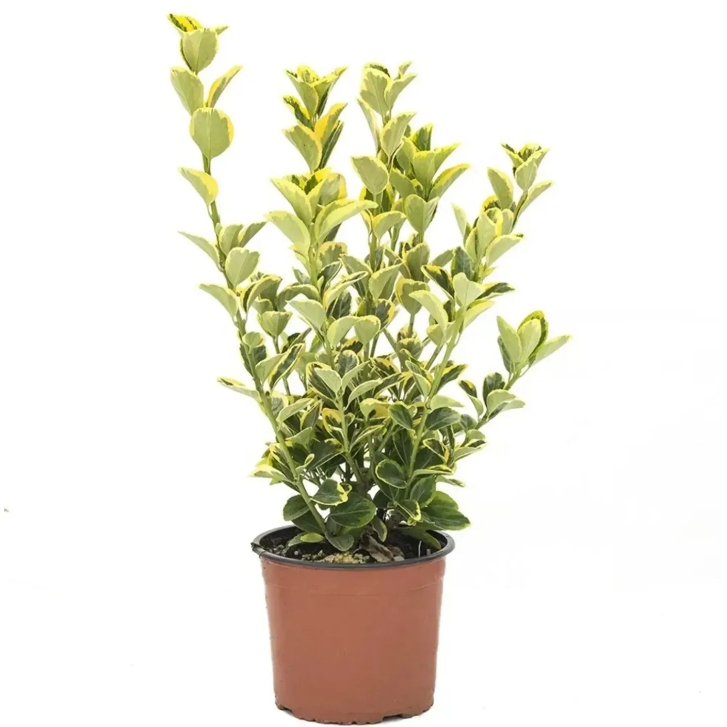 Euonymus (Evonimo) japonicus "Elegantissimus Aureus" cespuglio vaso 3 lt