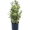 Euonymus japonicus "Bravo" cespuglio h cm 40