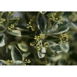 Euonymus japonicus "Bravo" cespuglio h cm 40