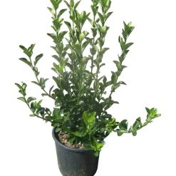 Evonimo verde 40 cm