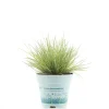 Festuca Ami Gold vaso Ø 10,5 cm