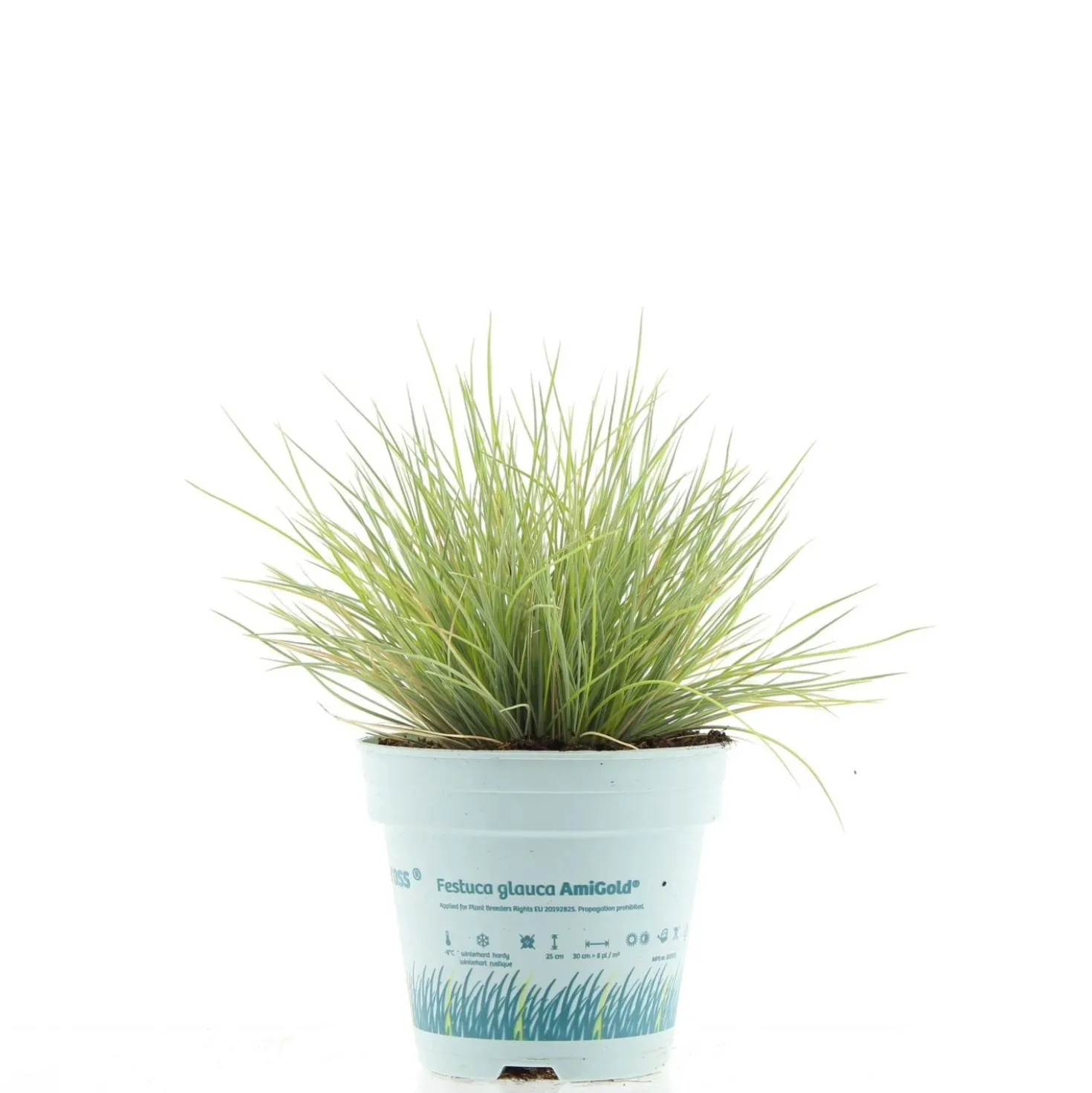 Festuca Ami Gold vaso Ø 10,5 cm